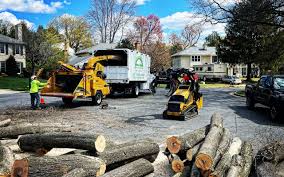 Professional Tree Services in Colstrip, MT