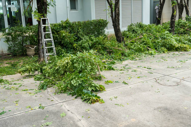 Tree and Shrub Care in Colstrip, MT